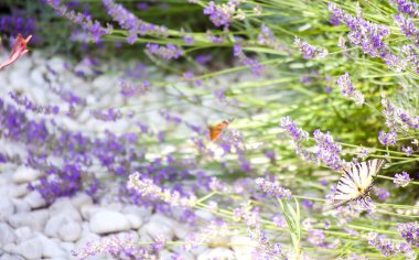 Lavanta tarlası. Bir çiçeğin üzerindeki kelebek. Parlak güzel menekşe, leylak lavanta çiçekleri yakın plan. Doğal çiçek geçmişi var. Alan çiçekleri arkaplanı. Seçici odaklanma. Uzayı kopyala Metin için yer.