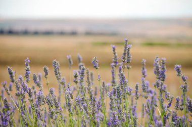 Lavanta tarlası. Parlak güzel menekşe, leylak lavanta çiçekleri yakın plan. Doğal çiçek geçmişi var. Alan çiçekleri arkaplanı. Seçici odaklanma. Uzayı kopyala Metin için yer.