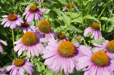 Parlak pembe ekinezya çiçekleri yakın plan. Mor Coneflower olarak da bilinen canlı bir Echinacea Purpurea bölgesi. Seçici odak resmi.