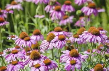 Parlak pembe ekinezya çiçekleri yakın plan. Mor Coneflower olarak da bilinen canlı bir Echinacea Purpurea bölgesi. Seçici odak resmi.