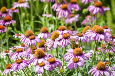Parlak pembe ekinezya çiçekleri yakın plan. Mor Coneflower olarak da bilinen canlı bir Echinacea Purpurea bölgesi. Seçici odak resmi.