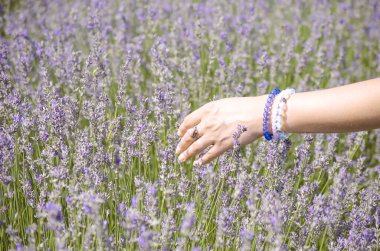 Beyaz genç bir kadının elleri yakın. Lavanta yerine mücevher bilezikler takan kadın eli. Lavanta çiçekleri, çiftlikteki lavanta tarlaları, hasat. Seçici odak resmi, boşluğu kopyala.