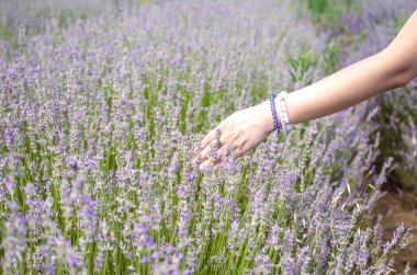 Beyaz genç bir kadının elleri yakın. Lavanta yerine mücevher bilezikler takan kadın eli. Lavanta çiçekleri, çiftlikteki lavanta tarlaları, hasat. Seçici odak resmi, boşluğu kopyala.
