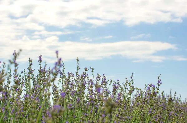 ラベンダー畑 鮮やかな美しいバイオレット ライラックラベンダーの花を閉じる 自然な花の背景 野の花の背景 選択的フォーカス コピースペース テキストの場所 — ストック写真