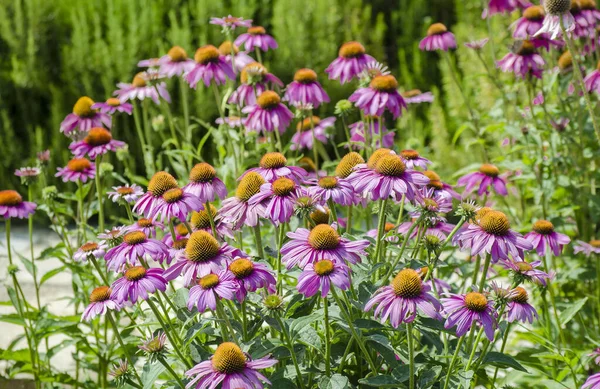 Leuchtend Rosa Echinacea Blüten Aus Nächster Nähe Ein Lebhaft Wachsendes — Stockfoto