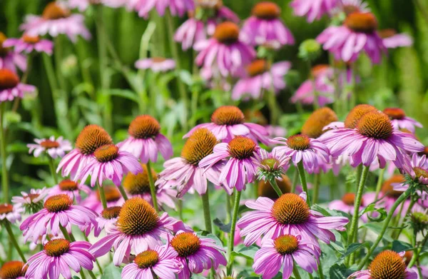 Flores Echinacea Rosa Brilhantes Close Remendo Crescimento Vibrante Echinacea Purpurea — Fotografia de Stock