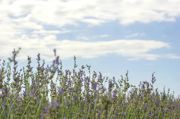 薰衣草场亮丽的紫罗兰 淡紫色薰衣草花的特写 自然的植物背景 田野开花的背景 有选择的重点 复制空间 案文的位置 图库图片