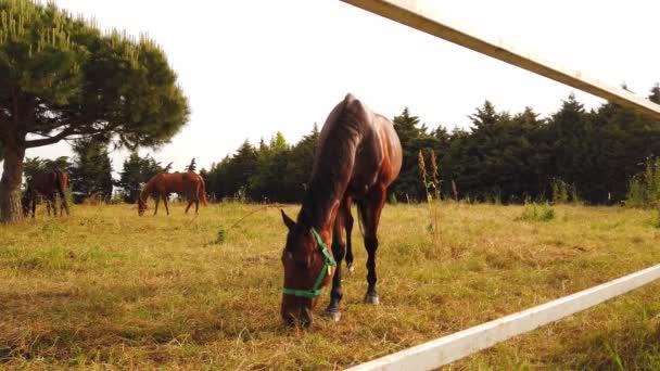 Két gyönyörű barna, jól ápolt ló fényes hajjal legelészik a réten.. — Stock videók