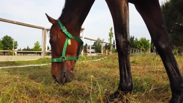 两匹秀丽的棕色马儿，秀发发亮，在草地上吃草. — 图库视频影像