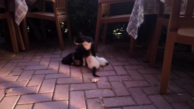 Sokak siyah beyaz kedisi sokak kafesinde küçük şirin kedilerin sütünü besliyor..