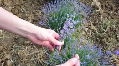 Beyaz genç bir kadının elleri yakın. Dişi el kesimi lavanta sapları.