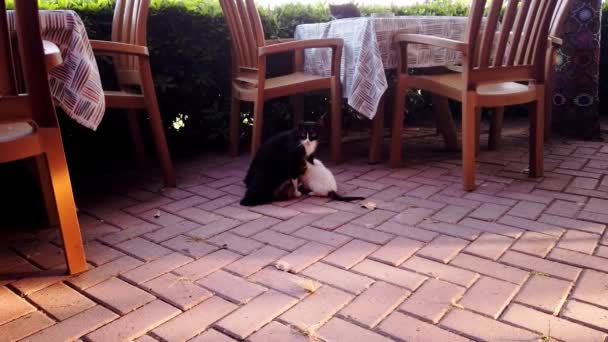 Street black and white cat feeds milk of small cute kittens in street cafe. — Stock Video