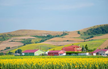 Renkli tarım ekinleriyle çok renkli tarım tarlalarının arka planına karşı ayçiçeği tarlası. Türkiye 'de tarım. İstanbul, Silivri 'nin banliyölerindeki tarım alanı. Seçici odak resmi.
