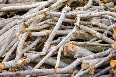 Şömineye yakın çekim için odun kestim. Tahta kütükler. Sonbahar doğal arka planı. Uzayı kopyala Seçici odak resmi.