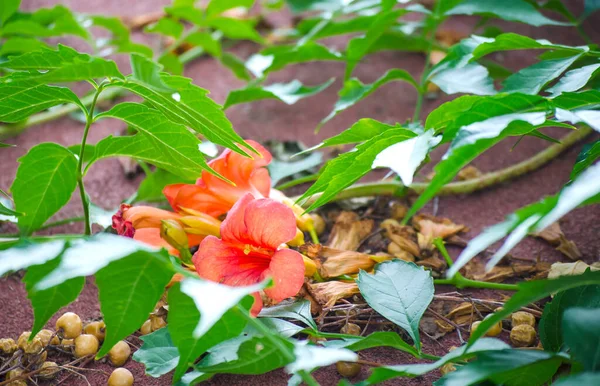 Orange exotic flowers. Campsis grandiflora (Chinese trumpet creeper). Bright flowers on background of autumn leaves. Autumn vegetable concept, fall background. Selective focus image.