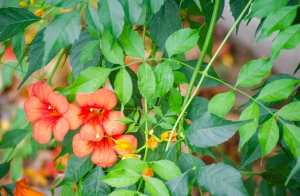 Pomarańczowe Egzotyczne Kwiaty Campsis Grandiflora Chiński Trąbka Creeper Jasne Kwiaty — Zdjęcie stockowe