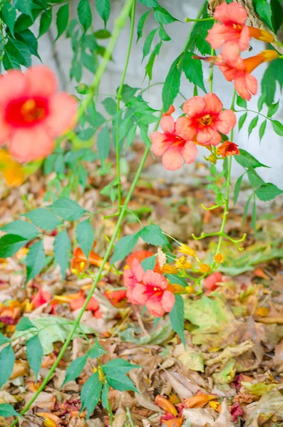Turuncu egzotik çiçekler. Campsis grandiflora (Çin trompet sürüngeni). Sonbahar yapraklarının arka planında parlak çiçekler. Sonbahar sebze konsepti, sonbahar arka planı. Seçici odak resmi.