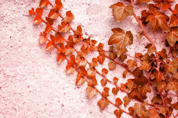 Vermelho Folhas Hera Laranja Contra Parede Branca Close Foco Seletivo — Fotografia de Stock