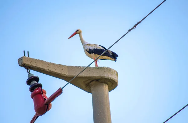 带来新的婴儿 电线杆上的斯托克白鹤 栖息在多云的天空中 Stork家黑色和白色羽毛的大型候鸟 金丝雀春天回来筑巢 — 图库照片