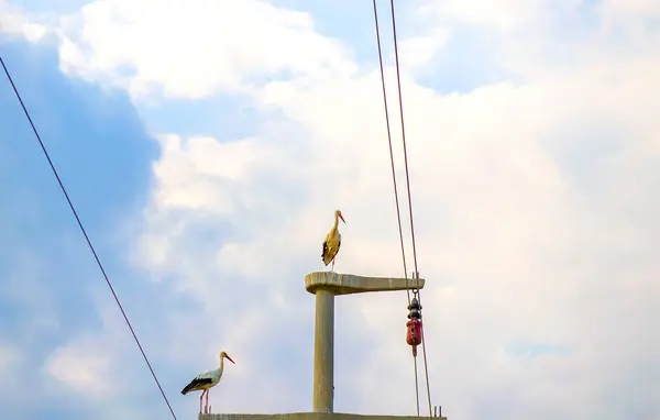 带来新的婴儿 电线杆上的斯托克白鹤 栖息在多云的天空中 Stork家黑色和白色羽毛的大型候鸟 金丝雀春天回来筑巢 — 图库照片
