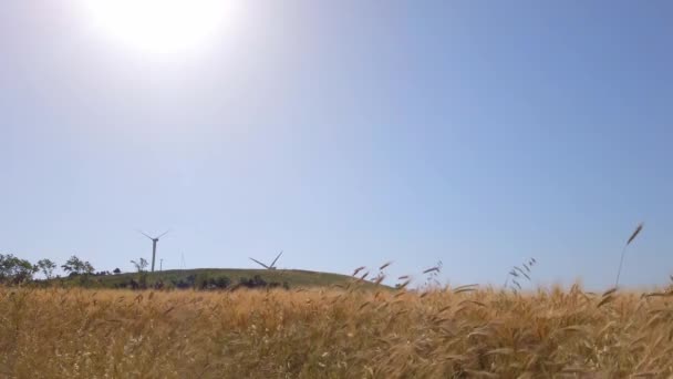 Pšeničné pole. Uši zralý pšenice. Zemědělství, zemědělství, koncepce sklizně — Stock video