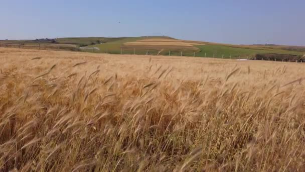 Campo de trigo. Orelhas de trigo maduro. Agricultura, agricultura, conceito de colheita — Vídeo de Stock