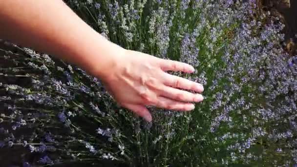 薰衣草场女性的手丁香，紫色薰衣草花。特写。4k — 图库视频影像