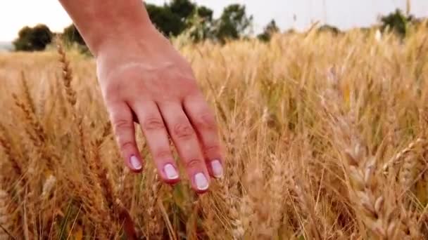 Campo de trigo seco maduro. Mano de mujer europea adulta. Primer plano. Orejas de centeno — Vídeos de Stock