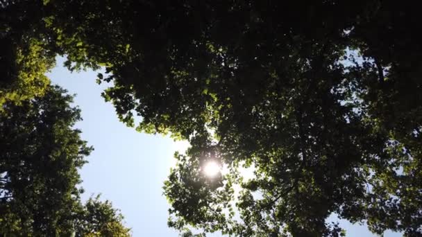 Çalı ya da ağaçtan parlak taze yeşil yapraklar mavi gökyüzüne karşı rüzgarda hareket eder.. — Stok video