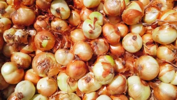 Fresh onions on store or bazaar counter. Close-up. — Stock Video