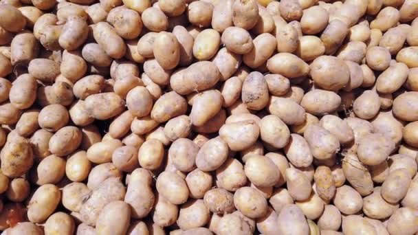 Fresh potato tubers on store or bazaar counter. Close-up. — Stock Video