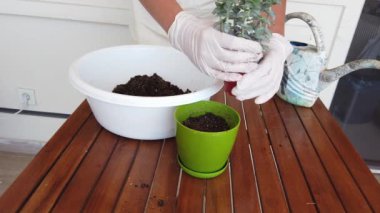 Yakın plan. Genç bir kadın yeşil plastik kaba sulu tohum naklediyor..