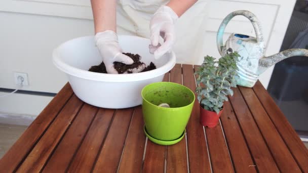 Közelkép. fiatal nő transzplantáció zamatos palánta zöld műanyag edény. — Stock videók