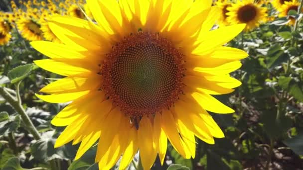 Champ de tournesol à la ferme en banlieue. Ciel bleu. Agriculture, concept agricole.