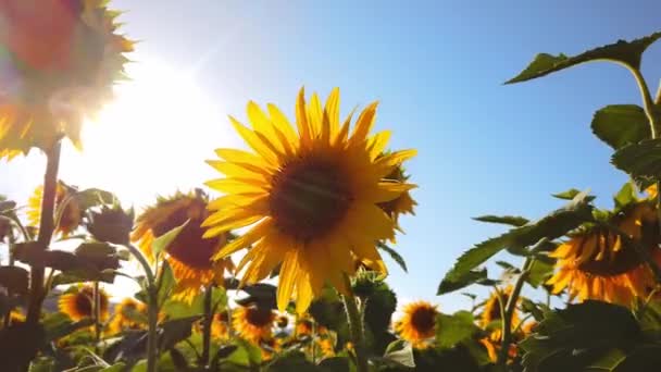 Sunflower field on farm in suburbs. Blue sky. Agriculture, farming concept. — Stock Video