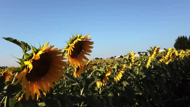 Napraforgómező a kertvárosban. Kék ég. Mezőgazdaság, gazdálkodás fogalma. — Stock videók