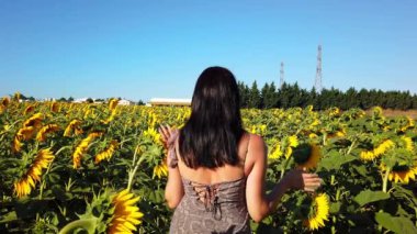 Banliyödeki ayçiçeği tarlasında esmer bir kız. Çiftçilik tarım kavramı
