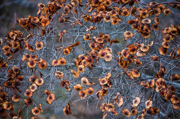 Trockene Herbstblätter Auf Ästen Nahaufnahme Selektiver Fokus Kopierraum Assenny Botanischen — Stockfoto