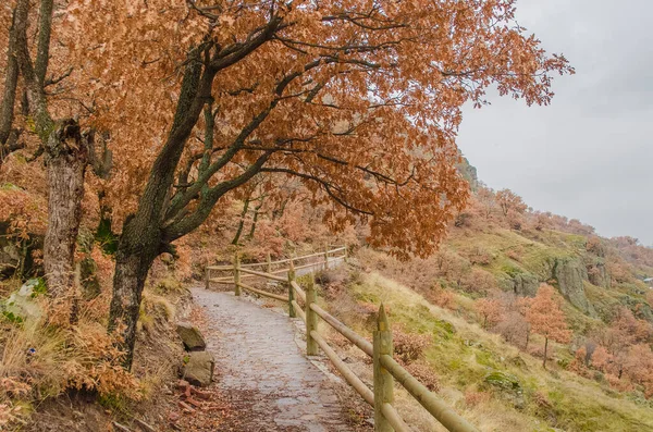 Schöne Herbstliche Berglandschaft Große Alte Eiche Mit Trockenen Orangen Blättern — Stockfoto