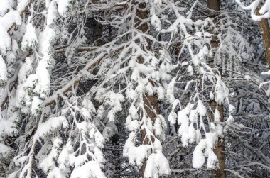 Karla kaplı yeşil ladin dalları. Yakın plan. Karla kaplı kozalaklı orman. Seçici odak, uzayı kopyala. Kış botanik geçmişi. Mutlu Noeller ve mutlu yıllar konsepti.