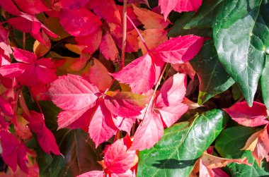 Yeşil, turuncu, sarı ve kırmızı yapraklı yabani üzümler. Bir sürü koyu üzüm. Sonbahar hasat konsepti, sonbahar sıcacık arka plan. Metin için yer, kopyalama alanı. Seçici odak