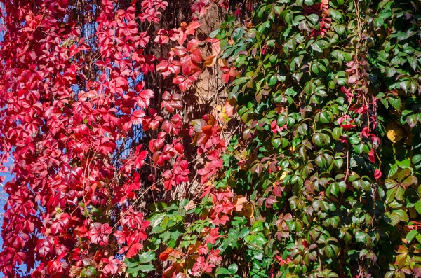 Dzikie Winogrona Zielonymi Pomarańczowymi Żółtymi Czerwonymi Liśćmi Zbliżenie Grona Ciemnych — Zdjęcie stockowe