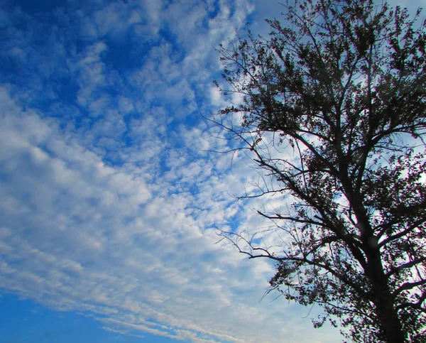 Kroon Van Boom Tegen Blauwe Hemel Met Wolken Het Moment — Stockfoto