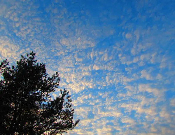 Baumkrone Gegen Den Blauen Himmel Mit Wolken Zur Zeit Des — Stockfoto