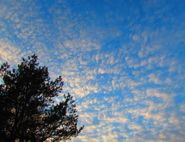 Couronne Arbre Contre Ciel Bleu Avec Des Nuages Moment Été — Photo