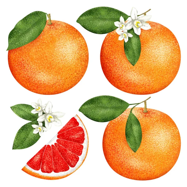 Greyfurt yarısı ve çiçekler ile beyaz arka plan üzerinde ayarlayın. Narenciye seti.