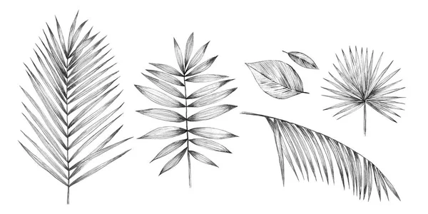 Tropikal palmiye beyaz zemin üzerine bırakır. El karakalem.