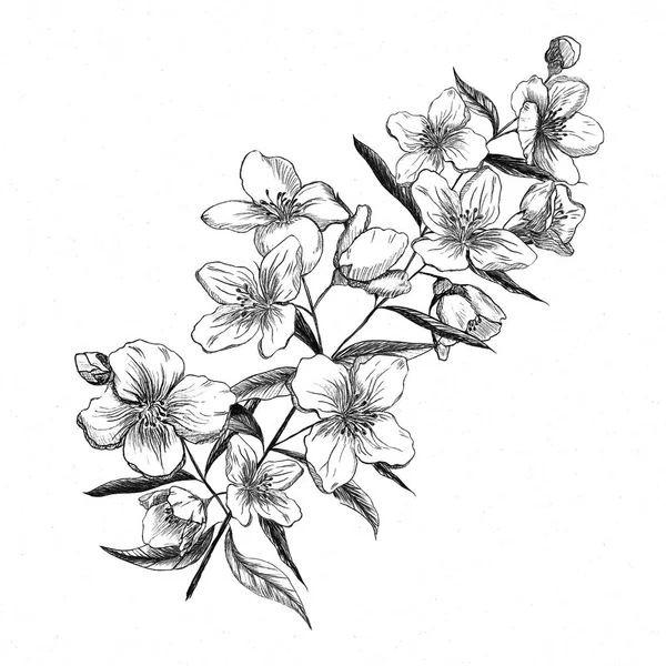白色背景上的茉莉花 手绘铅笔 复古风格 — 图库照片