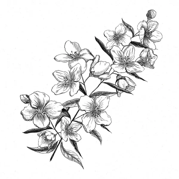 Jasmine Flowers White Background Hand Pencil Drawing Vintage Style — Stock Photo, Image