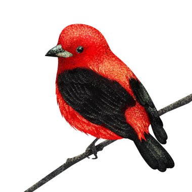 Güzel kırmızı kuş illüstrasyon. Tanager. Tekstil ve kumaş için arka plan.